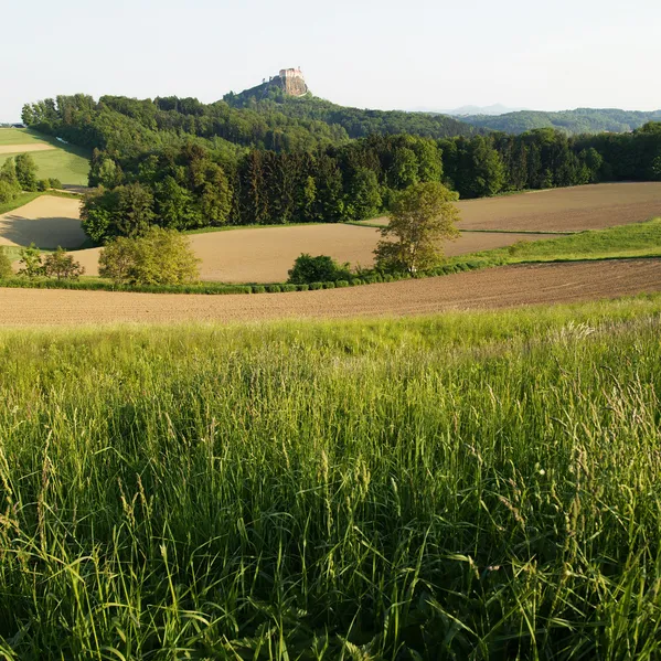 riegersburg-landschaft-acker-baeume.jpg